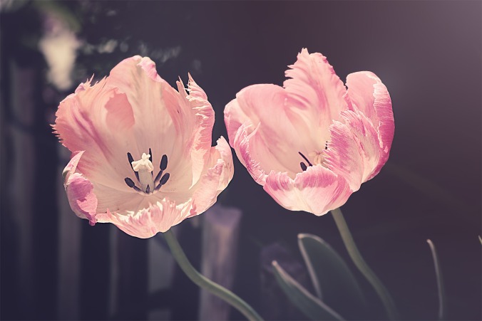tulips-3339416_1920